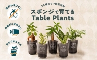 【土を使わない観葉植物】Table Plantsテーブルプランツ　選べる2鉢セット