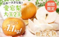 【期間限定】梨 愛宕梨 大玉2玉 樹上完熟 フルーツ 日本一大きな なし