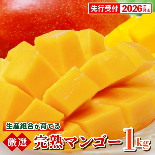 【先行受付】【2026年発送】生産組合が育てる厳選・完熟マンゴー約1kg - 先行予約 沖縄県産 産地直送 南国フルーツ アップルマンゴー 旬の味覚 季節の果物 贈り物 沖縄県 八重瀬町 112241 - 沖縄県八重瀬町