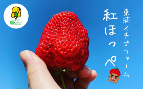 淡路産　イチゴ(紅ほっぺ)  【発送時期2025年1月頃・お届け日指定不可】　　[イチゴ 苺 いちご イチゴ 苺 いちご] 1123253 - 兵庫県淡路市