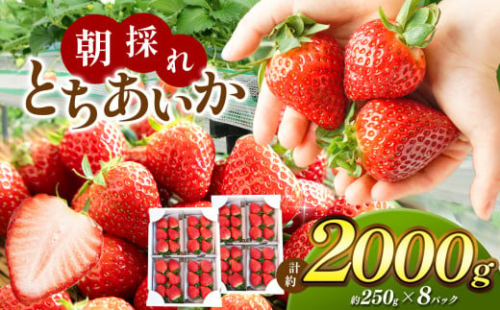【2026年先行予約】朝採れ鮮度抜群！甘く熟した完熟いちご！ 真岡市 栃木県 送料無料