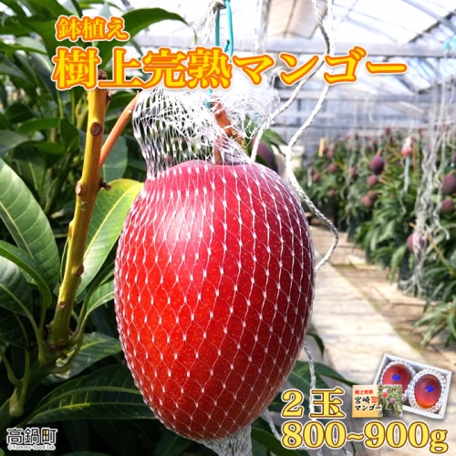 鉢植え 樹上完熟マンゴー 2玉 800g 900g Au Pay ふるさと納税