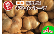 [訳あり] 有機栽培キウイフルーツ (約4kg)[黒澤農園]｜数量限定 期間限定 キウイ ヘイワード 果物 果実 フルーツ 農家直送 産地直送 有機栽培 国産 甘楽町産 群馬県産 訳あり品 [0305]