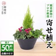 [クリスマス]アレンジ観葉植物 50サイズ (H086108)