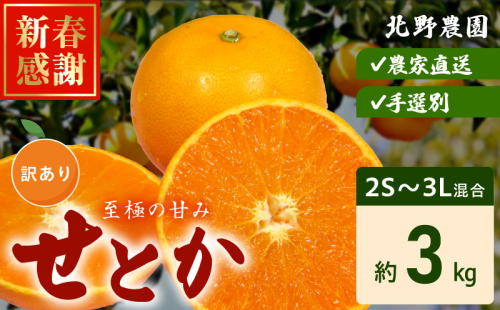 DZ6208_訳あり せとか 和歌山 有田 2S～3Lサイズ混合 約3kg 1128675 - 和歌山県湯浅町