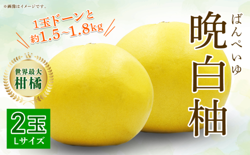 【先行予約】 八代特産 晩白柚　2玉 Lサイズ 【2024年12月上旬より順次発送】 1128954 - 熊本県八代市