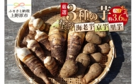 ◆◆2024年度収穫分先行予約◆◆ 山梨県上野原市産 厳選３種の芋（里芋・京芋・海老芋）セット 各約1.2kg×3種