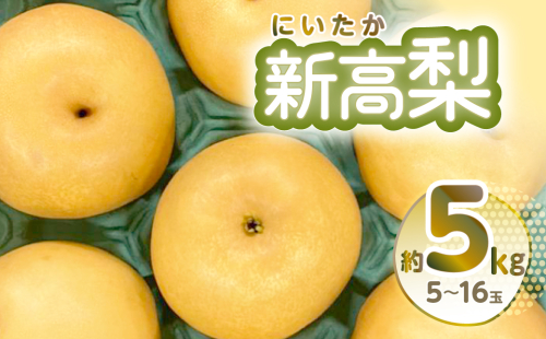 新高梨 約5kg 5～16玉 梨 なし 熊本県産 1129253 - 熊本県八代市