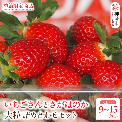 【先行受付】いちごさん さがほのか 大玉いちごセット 9粒から15粒（約350g）【令和7年1月中旬より順次発送 果物 いちご 苺 いちごさん さがほのか】(H101101) 1129255 - 佐賀県神埼市