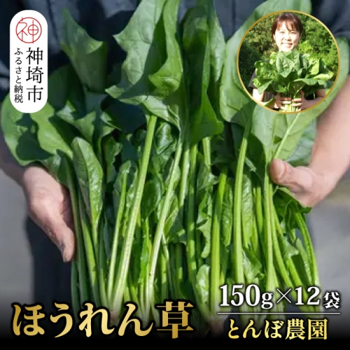 ほうれん草 約1.8kg（150g x 12袋）【ハウス栽培 産地直送 クール便 佐賀県脊振山麓産】(H091114) 1129258 - 佐賀県神埼市