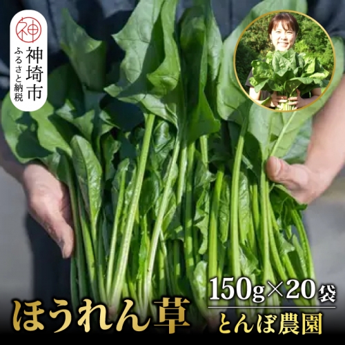 ほうれん草 約3kg（150g x 20袋）【ハウス栽培 産地直送 クール便 佐賀県脊振山麓産】(H091115) 1129259 - 佐賀県神埼市