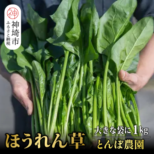 【先行受付 10月より順次発送】ほうれん草 1kg バラ詰め（大きな袋に1kg）【ハウス栽培 産地直送 クール便 佐賀県脊振山麓産】(H091116) 1129260 - 佐賀県神埼市