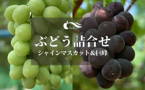 No.2784ぶどう（巨峰・シャインマスカット詰合せ）約1kg【2025年発送　先行予約】