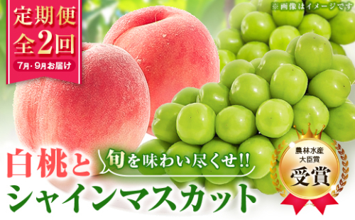 ＜発送月固定定期便＞＜農林水産大臣賞受賞!!＞山梨の白桃とシャインマスカットの全2回　各1kg以上【4005369】