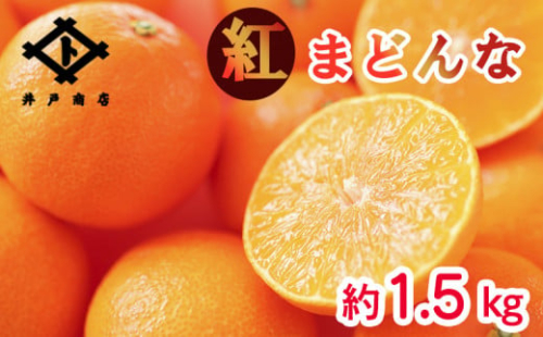 ★★★150箱限定★★★【11月下旬から発送】 紅まどんな ◯等級 Lから2L 約1.5kg | まどんな マドンナ 高級 柑橘 みかん 蜜柑 愛媛 松山 10000円 返礼品 甘い 大玉 みかん みかん 