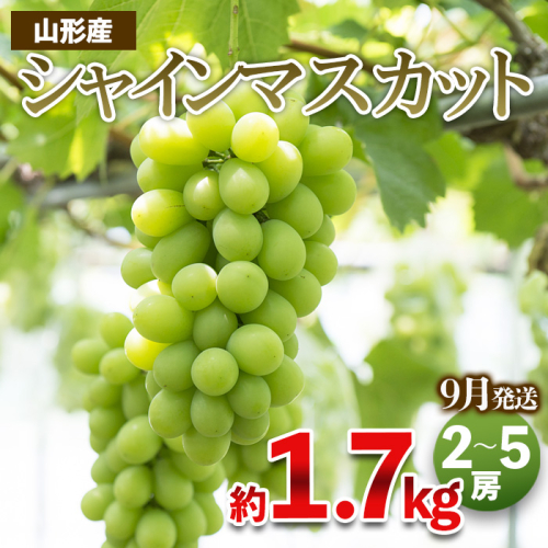 やまがたのぶどう シャインマスカット 秀品 約1.7kg(2～5房程度) [9月発送]　 【令和8年産先行予約】FS23-754 1131667 - 山形県山形市