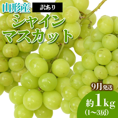 [訳あり]やまがたのぶどう シャインマスカット 9月 優品 約1kg(1～3房程度) 【令和6年産先行予約】FS23-818 1131786 - 山形県山形市