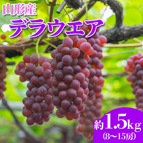 やまがたのぶどう デラウェア 7月・8月 秀品 約1.5kg(8～15房程度) 【令和6年産先行予約】FS23-820 1131789 - 山形県山形市