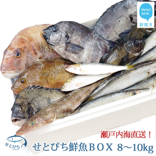 鮮魚 詰め合わせ 瀬戸内 旬 天然魚 せとぴち 鮮魚BOX （約8～10kg） 漁協直送 とれたて 1131 - 愛媛県新居浜市