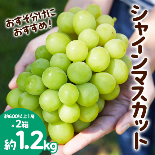おすそ分けにおすすめ！シャインマスカット 秀品 約1.2kg(約600g以上1房×2箱) 【令和8年産先行予約】FS23-766 1132054 - 山形県山形市