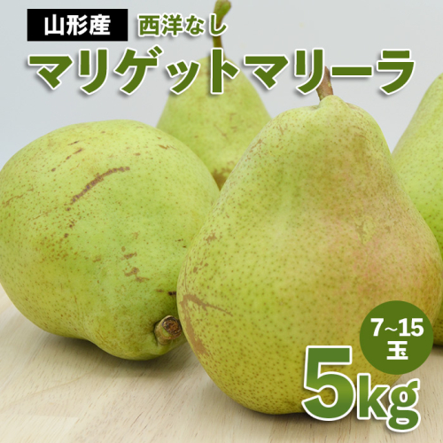山形市産 西洋なし(マリゲットマリーラ) 秀 5kg(7玉～15玉)【令和8年産先行予約】FS23-729 1132134 - 山形県山形市