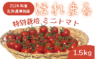 R6年産　特別栽培　ミニトマト　ほれまる　1.5kg　細川農園/010-24300-b01A