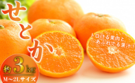 [2027年3月発送] せとか みかん 柑橘 の 大トロ 約 3kg M〜2Lサイズ 産地直送 数量限定 柑橘 西浦 沼津 蜜柑