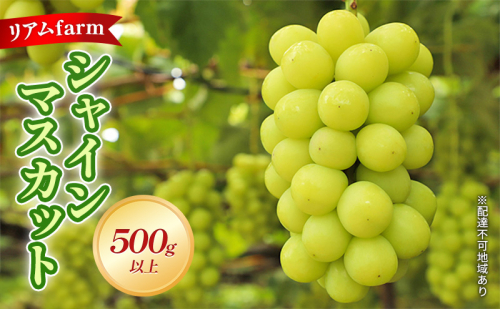 【 2026年 先行予約】 ぶどう 岡山県産 シャインマスカット 1房（500g以上） 《2026年7月下旬-8月中旬頃出荷》 葡萄 ブドウ フルーツ 果物 スイーツ 数量限定 期間限定 里庄町 リアム farm 果物類  113411 - 岡山県里庄町