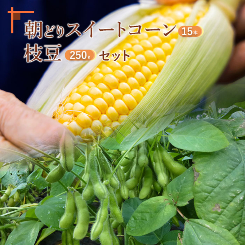 『★先行予約★8初旬より順次発送』枝豆２５０ｇ入り３パック＆朝どりスイートコーン１５本 北海道産 枝豆 とうもろこし【31000202】 113437 - 北海道恵庭市