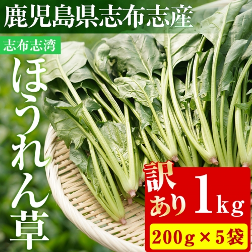 p5-014 【数量限定・訳あり】志布志湾ほうれん草(200g×5袋 合計1kg) | au PAY ふるさと納税