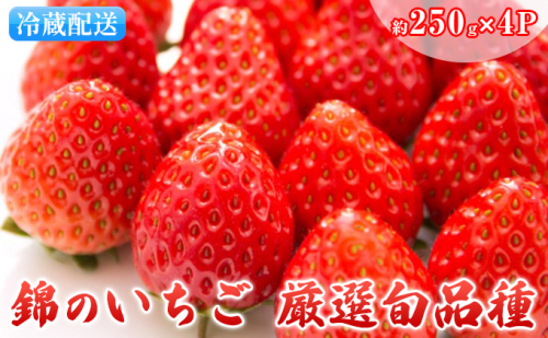 いちご 先行予約 約250g×4パック 錦のいちご ゆうべに 苺 イチゴ デザート フルーツ あぐり税所 配送不可:離島 果物  113507 - 熊本県錦町