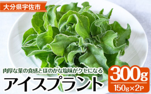 ＜先行予約受付中！2025年12月中旬以降順次発送予定＞アイスプラント(計約300g・150g×2パック)野菜 葉物野菜 葉野菜【114800101】【公益社団法人 あじむ農業公社】