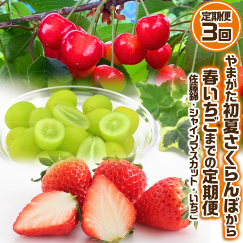 【定期便3回】やまがた 初夏さくらんぼから春いちごまでの定期便 [佐藤錦・シャインマスカット・いちご]【令和8年産先行予約】FS24-536 1136304 - 山形県山形市