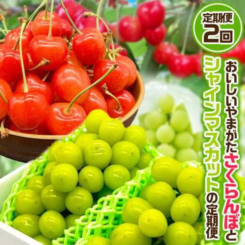 【定期便2回】おいしいやまがた さくらんぼとシャインマスカットの2回定期便【令和8年産先行予約】FS24-530 1136412 - 山形県山形市