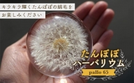 【pallo 65】たんぽぽハーバリウム F24N-427
