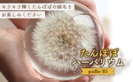 【pallo 85】たんぽぽハーバリウム F24N-428