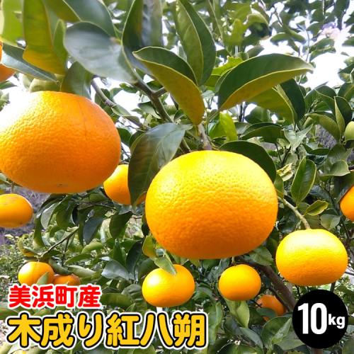 美浜町産 ご家庭用 木成り紅八朔 10kg| はっさく 八朔 果物 フルーツ 柑橘 10kg 1136938 - 和歌山県美浜町