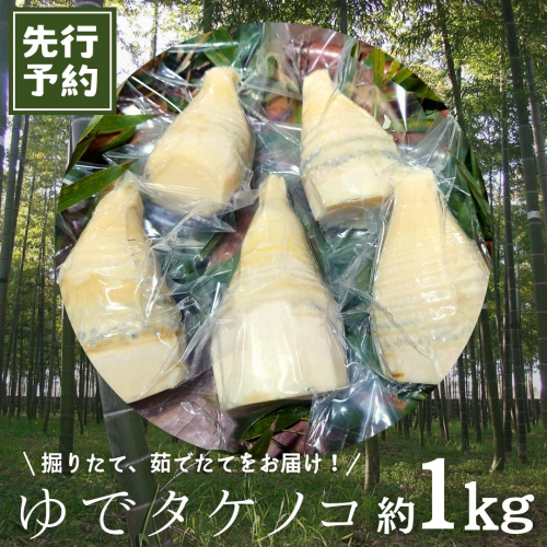 《 先行予約 》新鮮な ゆでタケノコ 約1kg 【2026年4月上旬以降発送】 竹の子 1キロ 筍 たけのこ 水煮 真空パック 国産 たけのこご飯  1137683 - 茨城県牛久市