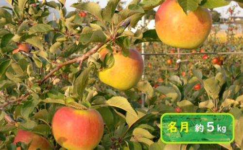 信州小諸・福井りんご園の名月　秀品　約5kg