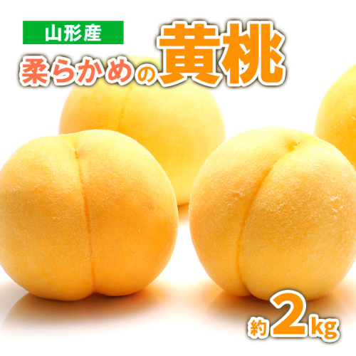山形産　柔らかめの黄桃 約2kg (4～9玉) 秀品 【令和8年産先行予約】 FS23-718 1140175 - 山形県山形市