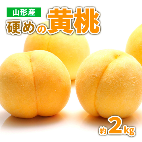 山形産 硬めの黄桃　約２kg（4～9玉)秀品 【令和8年産先行予約】FS23-778 1140217 - 山形県山形市