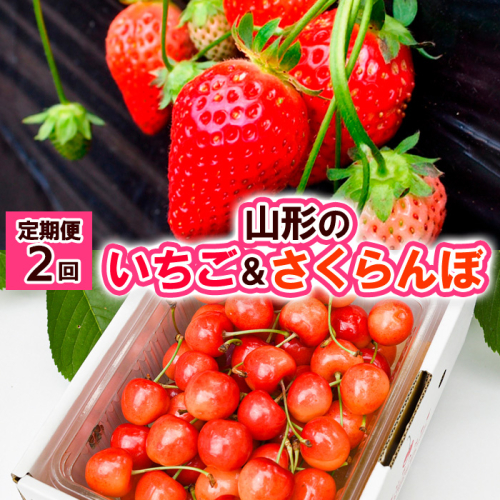 【定期便2回】山形の  いちご&さくらんぼ【令和8年産先行予約】FS24-521 1140227 - 山形県山形市