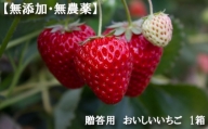 [無添加・無農薬]贈答用 おいしいいちご 1箱 / イチゴ 自然の甘み 風味 大阪府