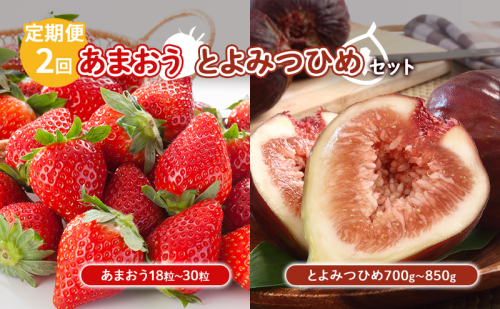 定期便 2回 あまおう いちじく セット いちご 18粒～30粒 とよみつひめ 700g～850g 果物 フルーツ 配送不可:北海道 東北 沖縄 離島  1141377 - 福岡県朝倉市