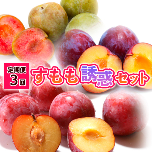 【定期便3回】すもも誘惑セット 【令和8年産先行予約】FS24-508 1141936 - 山形県山形市