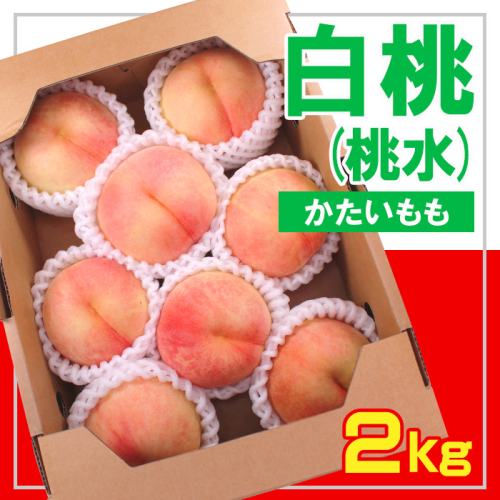 ☆フルーツ王国山形☆ 白桃(桃水) 秀品 2kg [かたい桃] 【令和7年産先行予約】FS23-831 1142352 - 山形県山形市