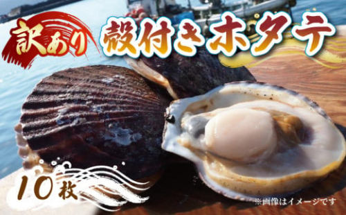 訳あり 殻付き 活ホタテ 10枚 ほたて 帆立 海鮮 魚貝類 魚介類 国産 鍋 お鍋 バーベキュー BBQ 炙り 炙り焼き バター焼き 出汁 夕飯 おかず おつまみ 晩酌 海産物 魚介 三陸 岩手 大船渡 