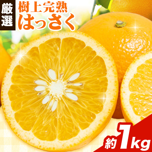 【先行予約】 厳選 樹上完熟 はっさく 1kg+250g（傷み補償）【八朔みかん・ハッサク】池田鹿蔵農園 @日高町 《4月上旬-5月下旬頃出荷》和歌山県 日高町 送料無料 はっさくみかん 八朔 はっさく【配送不可地域あり】 1142851 - 和歌山県日高町