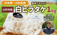 3701 長野県山形村産 白ヒラタケ「信州プルロット」