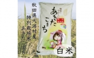 令和5年度産米　特別栽培米あきたこまち　白米5kg【1283151】